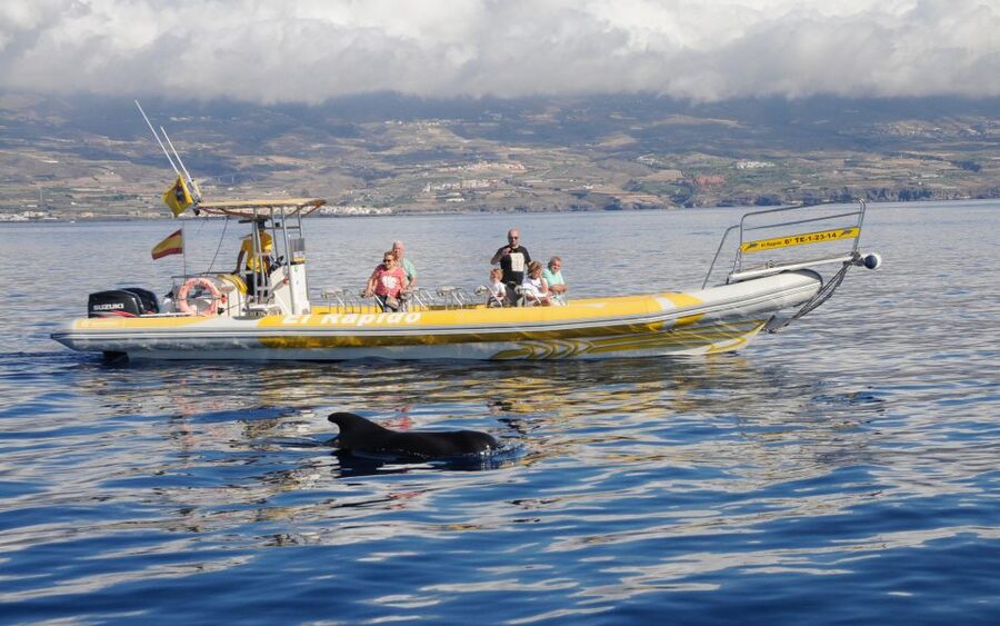 Los Gigantes: Dolphin and Whale Watching Cruise by Speedboat - Racing toward the Teno-Rasca Whale Sanctuary
