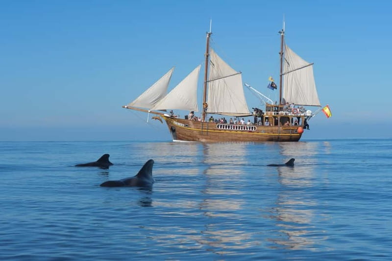 Los Gigantes: Dolphin and Whale Watching Tour with Drinks - Leaving Los Gigantes Harbor in search of whales