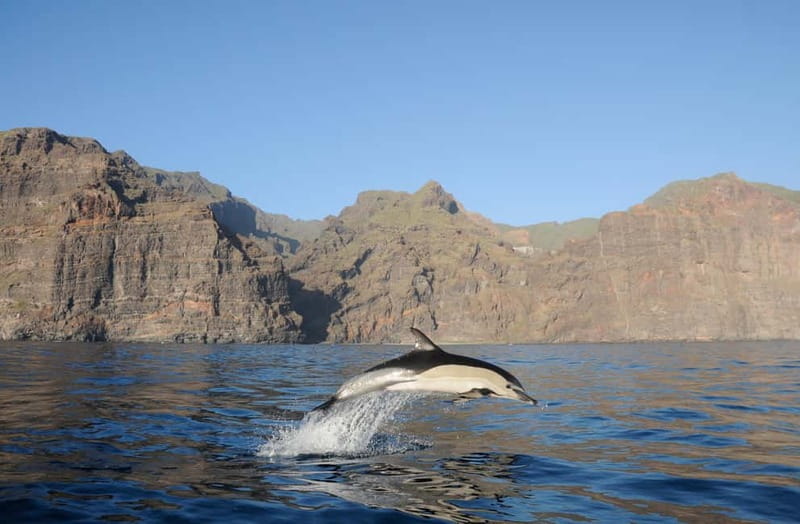 Los Gigantes: Dolphin and Whale Watching Tour with Drinks - Sailing beneath the cliffs of Masca and Los Gigantes