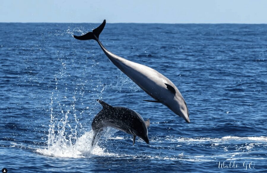 Los Gigantes: Dolphin and Whale Watching Tour with Drinks - The swim stop near Masca Bay