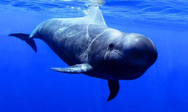 Los Gigantes: Dolphin and Whale Watching Tour with Drinks - What the wildlife search is really like