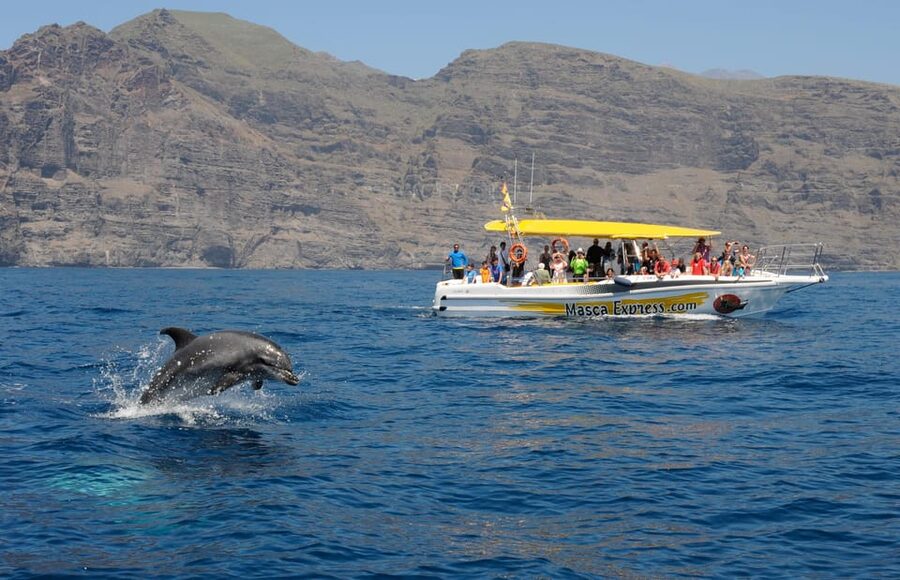 Los Gigantes: Dolphin & Whale Watching Cruise with Swim Stop - Key points to know before you book