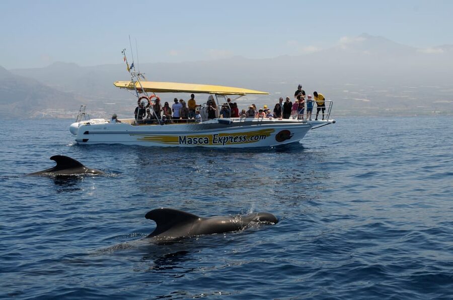 Los Gigantes: Dolphin & Whale Watching Cruise with Swim Stop - Searching for whales and dolphins in the Teno-Rasca sanctuary