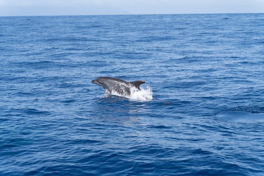 Los Gigantes: Sailing Excursion with Swimming, Drink & Tapas - What the $82 price gets you