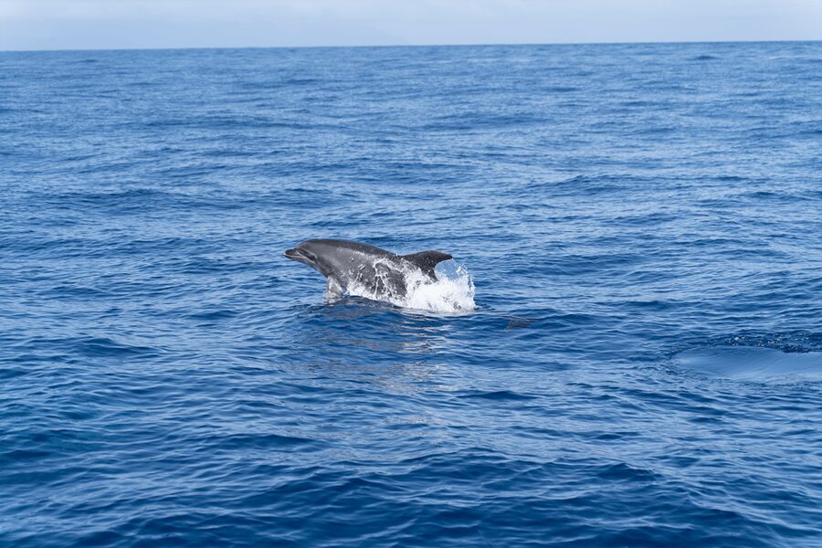 Los Gigantes: Sailing Excursion with Swimming, Drink & Tapas - Sailing below the Los Gigantes cliffs
