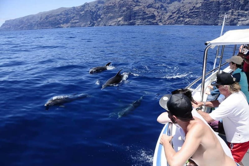 Los Gigantes: Whale or dolphin watching and swimming tour in Masca - Setting out from Los Gigantes harbor