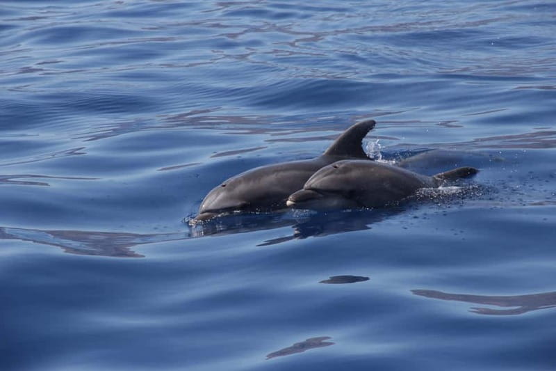Los Gigantes: Whale or dolphin watching and swimming tour in Masca - Guides, atmosphere, and the small details