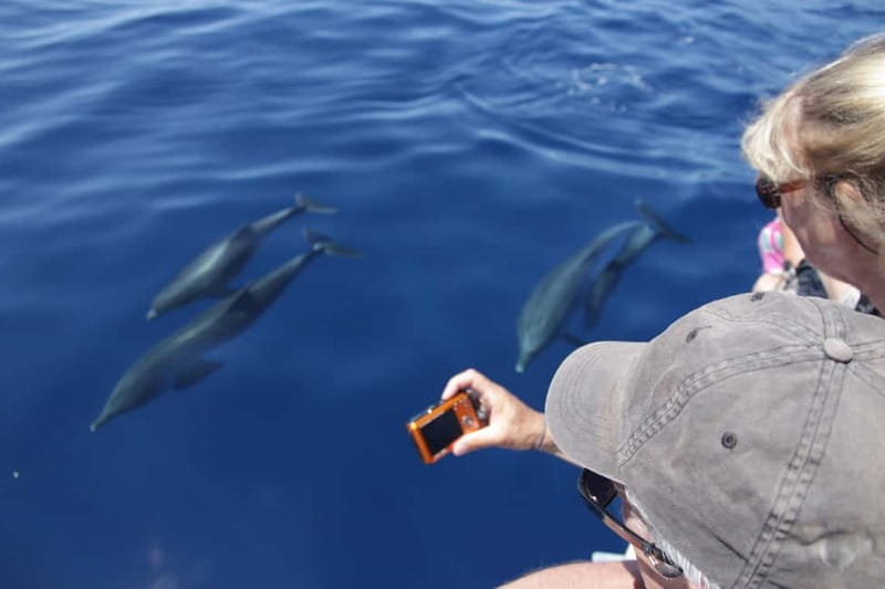 Los Gigantes: Whale or dolphin watching and swimming tour in Masca - The first 30 minutes on the water