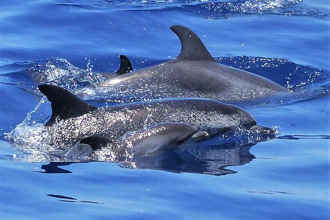 Los Gigantes Whale Watching Charter by Sail Boat - Sailing beneath the cliffs of Los Gigantes
