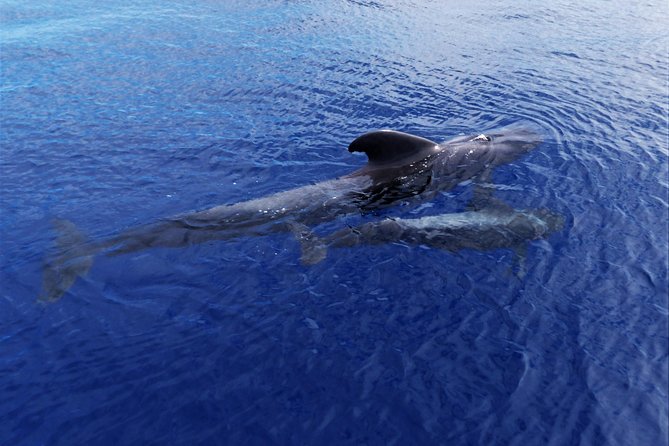 Los Gigantes Whale Watching Charter by Sail Boat - Getting to the harbor and preparing for departure