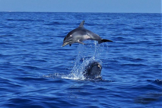 Los Gigantes Whale Watching Charter by Sail Boat - Should you book the Los Gigantes sailing charter?