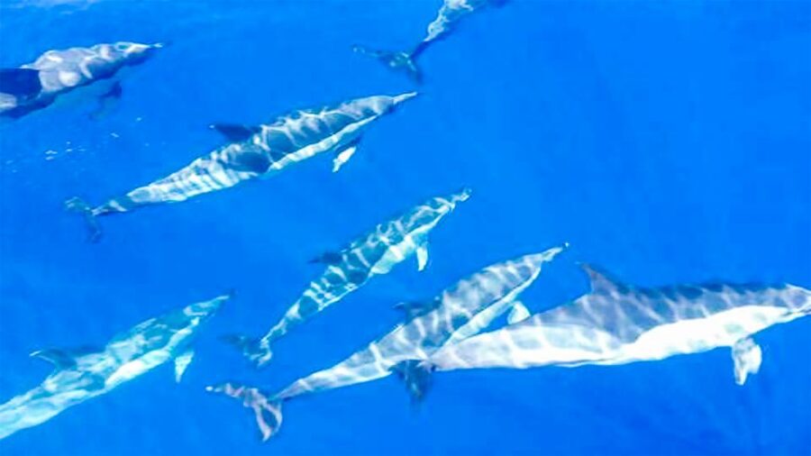 Los Gigantes: Whales and Dolphin Watching Cruise with Lunch - Key points to know before you book
