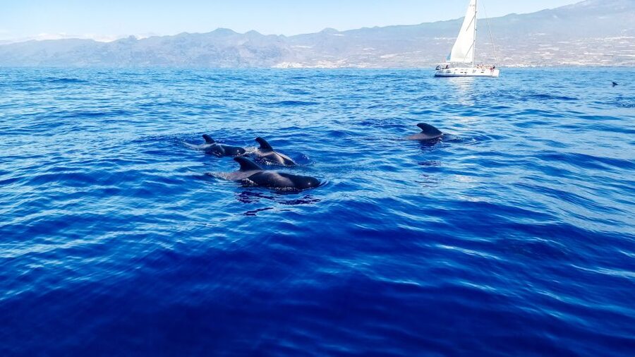 Los Gigantes: Whales and Dolphin Watching Cruise with Lunch - Why this Los Gigantes cruise feels different