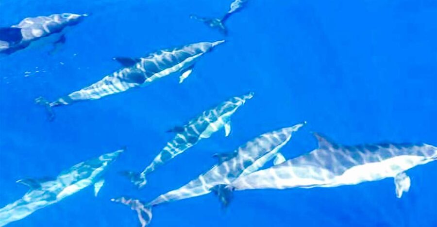 Los Gigantes: Whales and Dolphin Watching Cruise with Lunch - Searching for pilot whales and dolphins