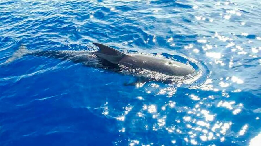 Los Gigantes: Whales and Dolphin Watching Cruise with Lunch - Is $74 good value?