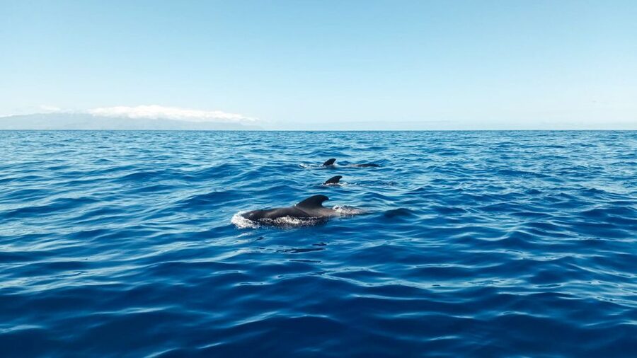 Los Gigantes: Whales and Dolphin Watching Cruise with Lunch - Leaving Los Gigantes with Teide behind you