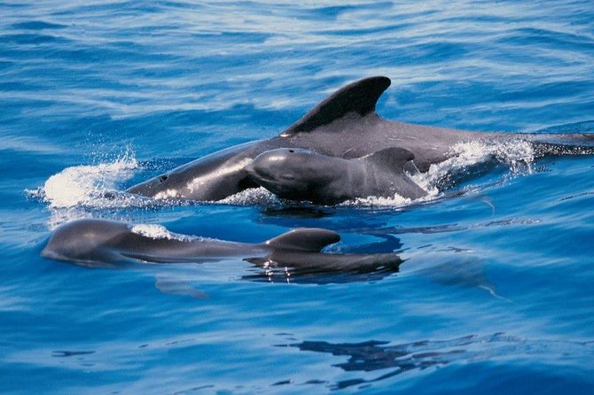 Luxury 3 Hour Yacht Private Charter - Key points to know before you book