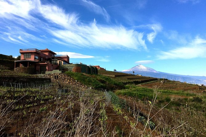 Mount Teide and Tenerife North with Food & Wine Tasting Private Tour - Practical details before you book