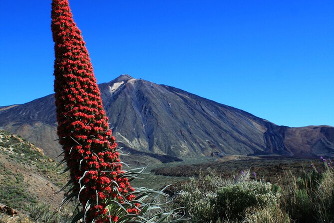 Mount Teide Quad Day Trip in Tenerife National Park - What the three-hour schedule feels like