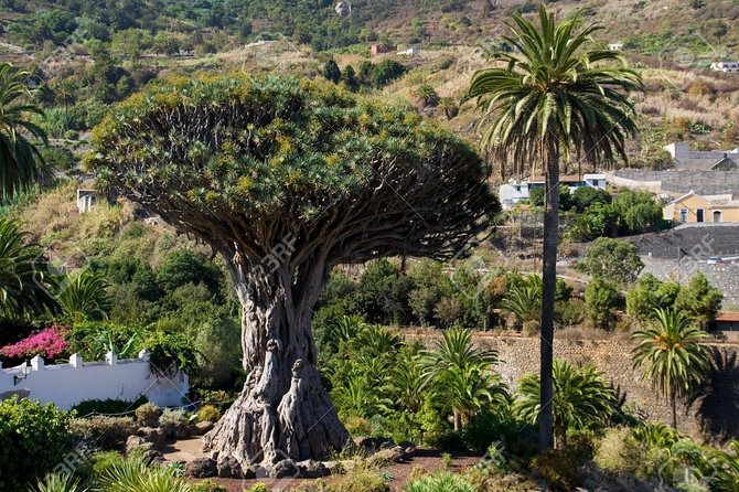 Mt. Teide and Masca Valley Tour in Tenerife - The narrow road into Masca Valley