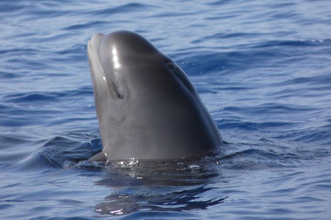 No chase Whale & Dolphin tour putting Marine Life first - we care - Setting out from Los Cristianos on the Bahriyeli