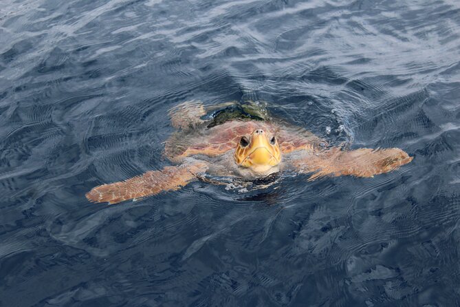 No chase Whale & Dolphin tour putting Marine Life first - we care - What the marine guides add to the experience