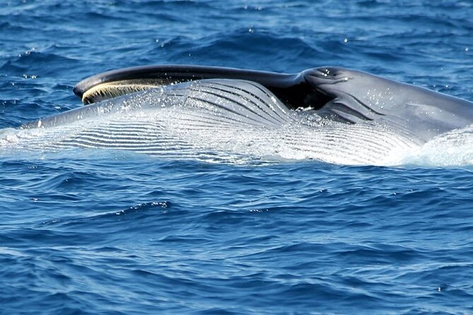 No chase Whale & Dolphin tour putting Marine Life first - we care - Comfort, seating, toilets, and the onboard bar