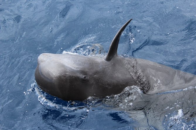 No chase Whale & Dolphin tour putting Marine Life first - we care - How much value do you get for $30.23?