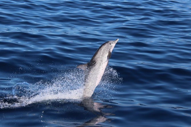 No chase Whale & Dolphin tour putting Marine Life first - we care - Weather, seasickness, and the timing of your booking