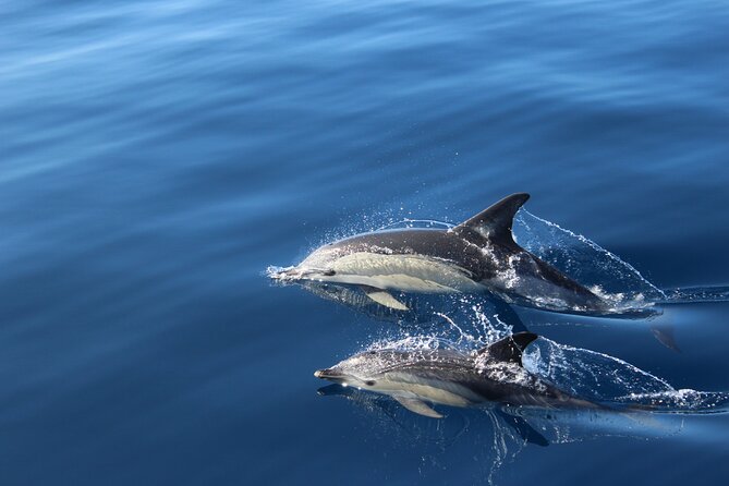 No chase Whale & Dolphin tour putting Marine Life first - we care - The first part of the trip: coast, Teide, and open water