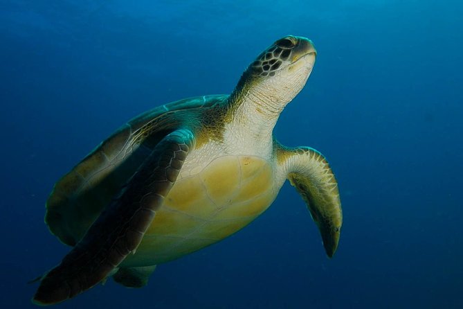 PADI Advanced Open Water Diver Course (AOWD) - 2 days - Key points to know before booking