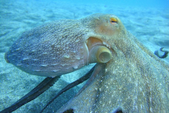 PADI Open Water Course in Costa Adeje - Key things to know before booking