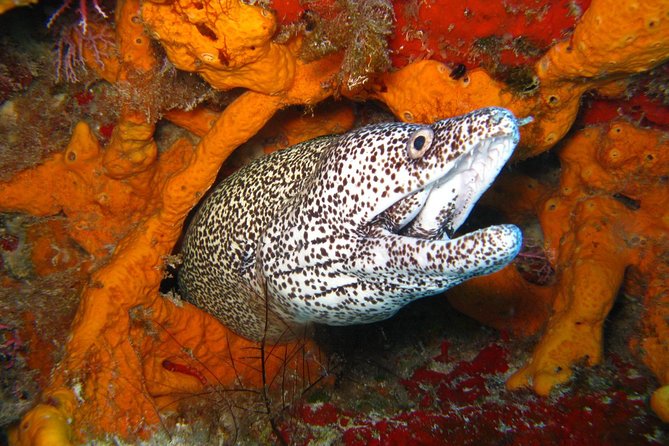 PADI Open Water Course in Costa Adeje - Online study before you enter the water