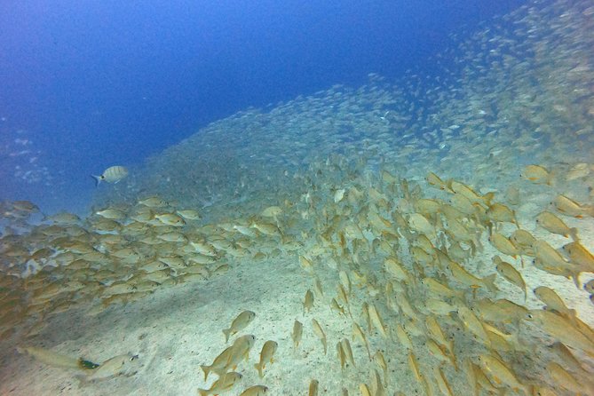 PADI Open Water Course in Costa Adeje - Is this suitable for children and nervous beginners?