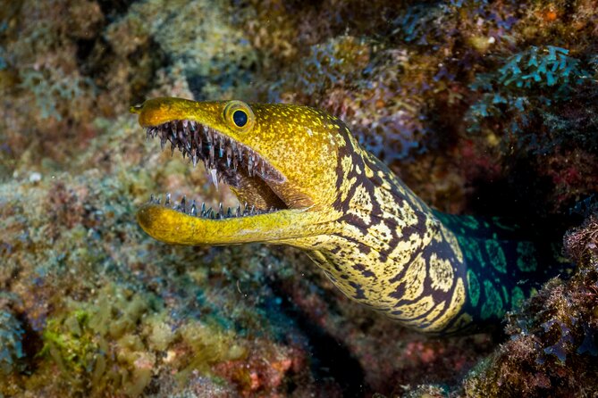 PADI Open Water course in Playa de las Americas - Online theory before you enter the water