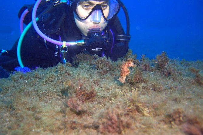 PADI Open Water Diver Course (OWD) - 2.5 days - The local sea sessions near Radazul
