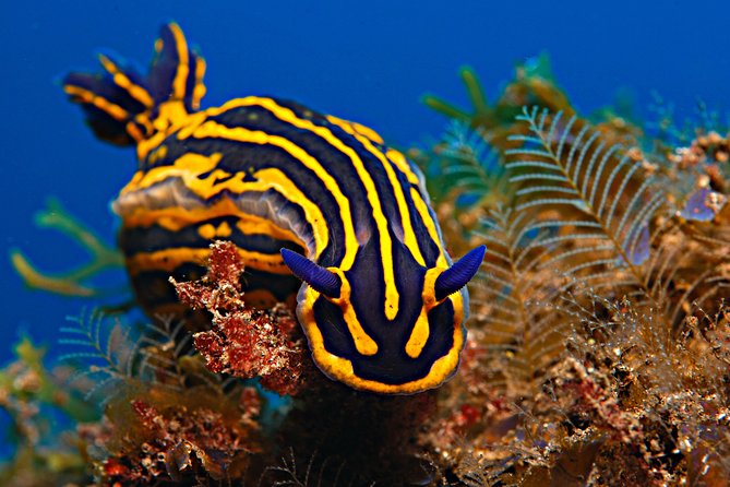 PADI Open Water Diver Course (OWD) - 2.5 days - Who will enjoy this most