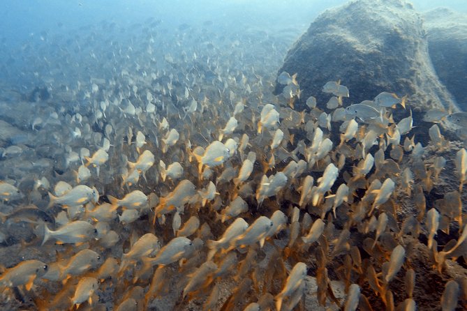 PADI Scuba Dive Course in Costa Adeje - What this Costa Adeje course actually gives you