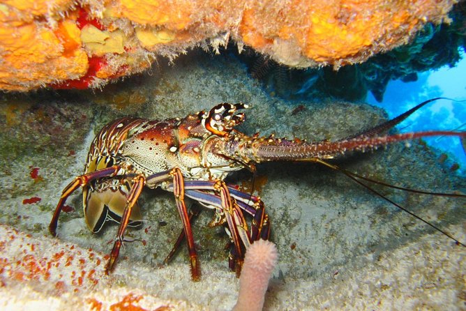 PADI Scuba Dive Course in Costa Adeje - Equipment, swimming ability, and physical demands