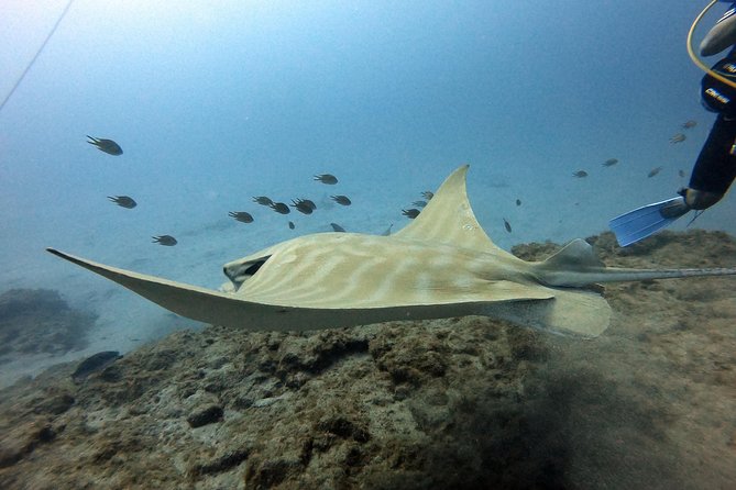 PADI Scuba Dive Course in Costa Adeje - Who will get the most from this format?