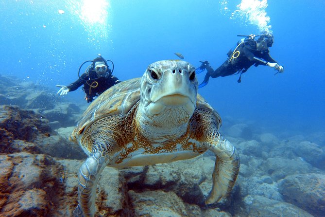 PADI Scuba Dive Course in Costa Adeje - Two underwater sessions, not just a quick tryout