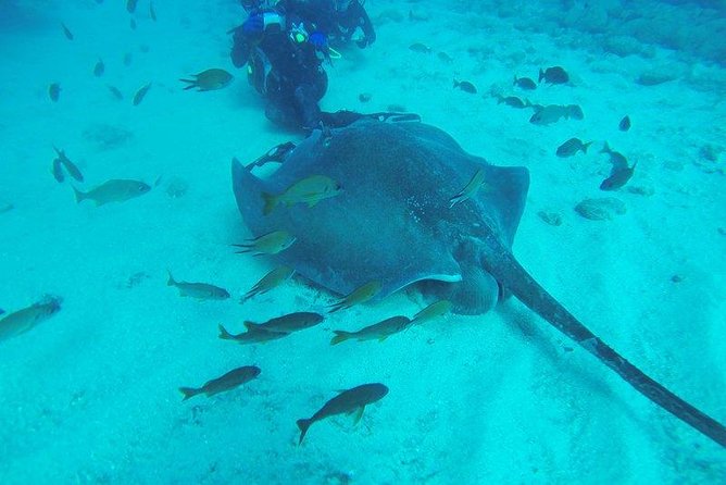 PADI Scuba Diving Courses in Tenerife: All Specialities Until Divemaster - What your course days may look like