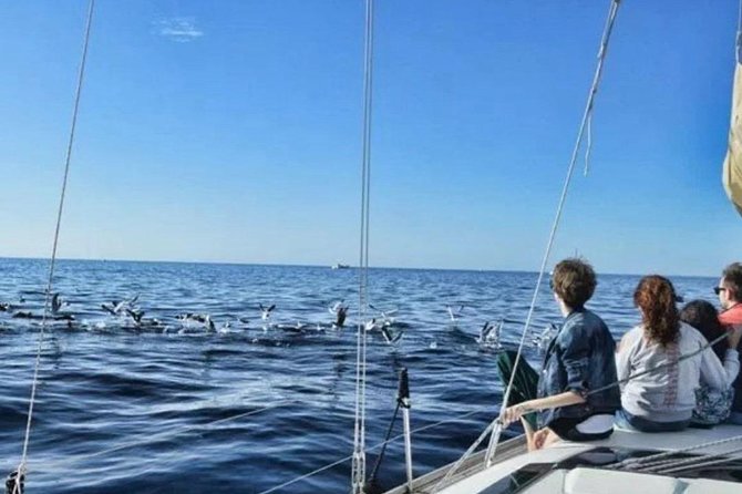 Premium All Inclusive Whale & Dolphin Watching Experience - Whales, dolphins, and the value of local guidance