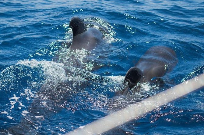 Premium All Inclusive Whale & Dolphin Watching Experience - Looking for whales that live here year-round