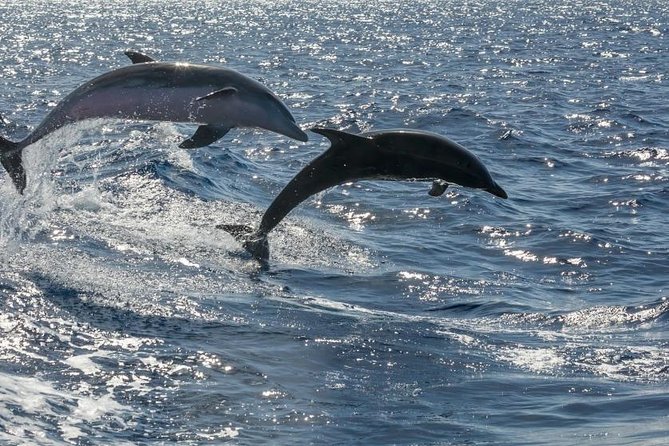 Premium Yacht Private Charter - Is $632.66 good value?