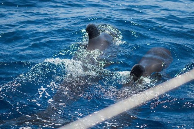 Prestigious cruiser private charter - Swimming and snorkeling when conditions allow