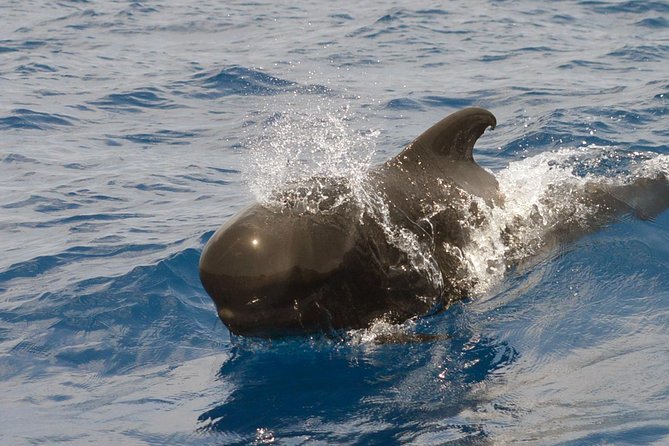 Private 2 hour Whale Watching Tour - A small boat with a serious purpose