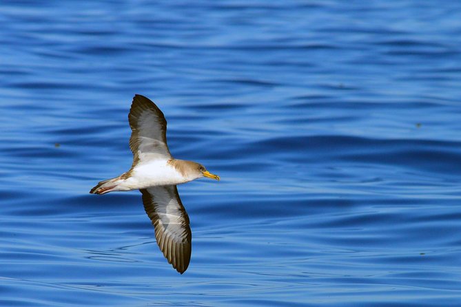 Private 2 hour Whale Watching Tour - Hearing whales through the hydrophone