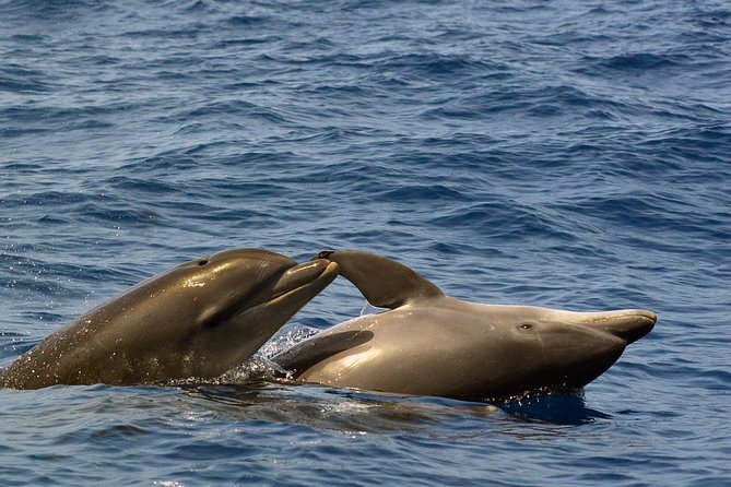 Private 2 hour Whale Watching Tour - Why the private booking can be worth $617.02