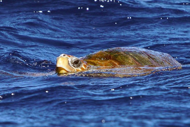 Private 2 hour Whale Watching Tour - Photos that let you watch instead of photograph